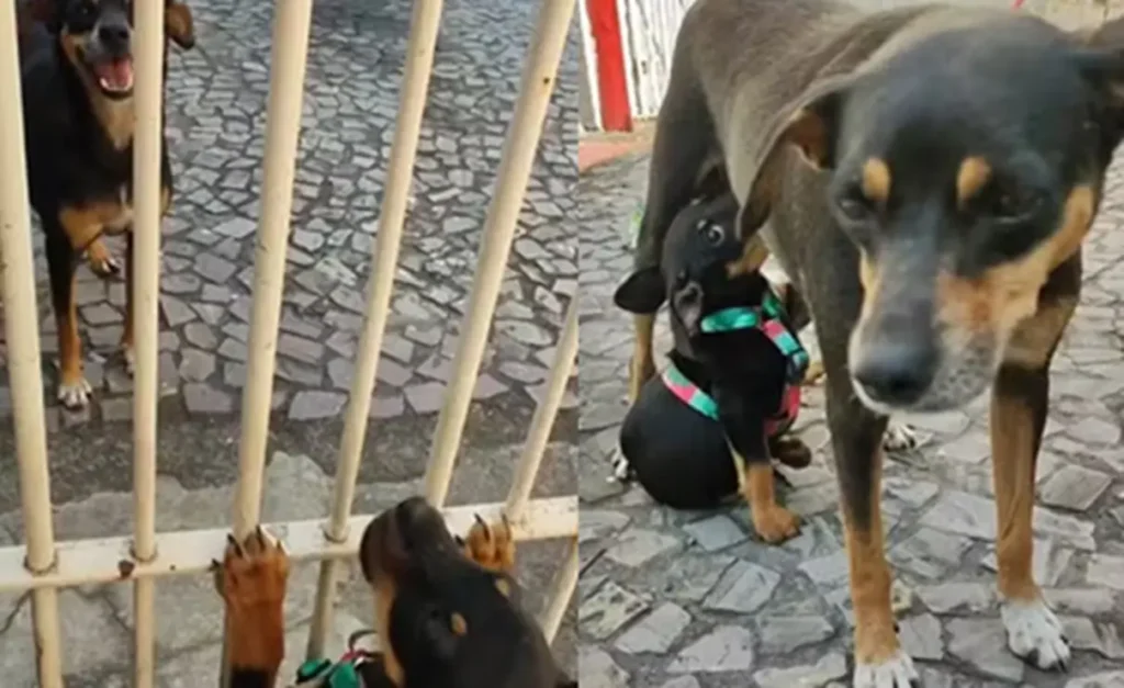 Reencontro emocionante entre cadela e filhote viraliza; vídeo