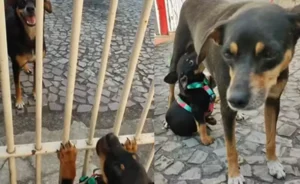 Reencontro emocionante entre cadela e filhote viraliza; vídeo