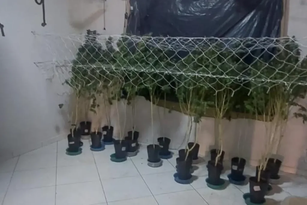 'Gato' de energia abastecia estufa para cultivo de maconha