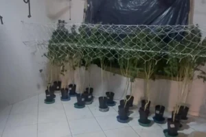 'Gato' de energia abastecia estufa para cultivo de maconha