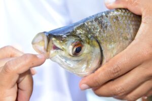 Amazônia Legal reúne 1,01 milhão de pescadores artesanais