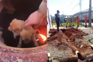 Filhotes de cachorro ficam presos dentro de tubulação de água pluvial em Goiânia; assista