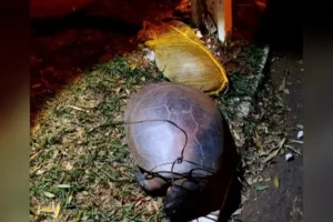 Tartarugas são encontradas mortas em Jataí