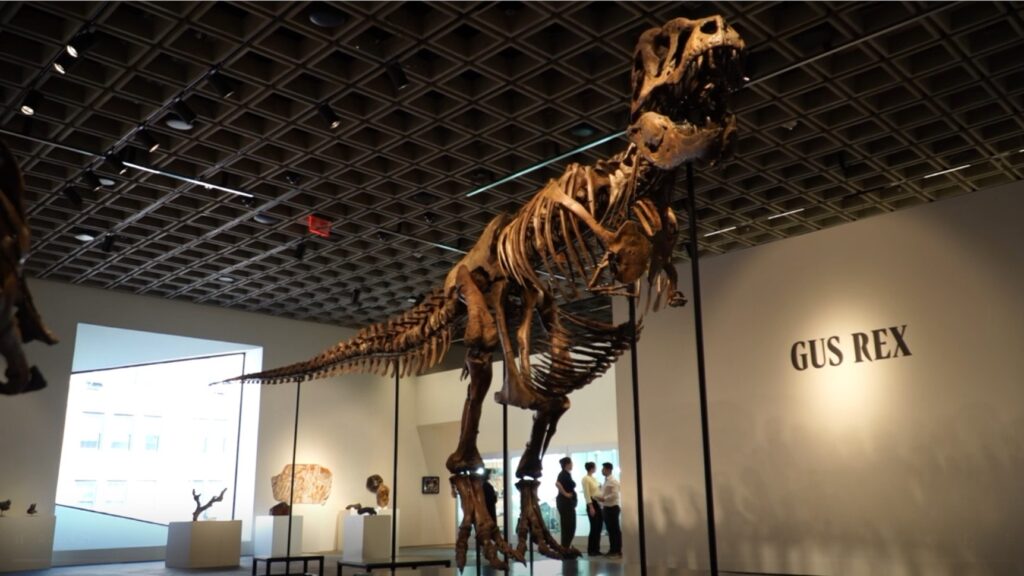 Tiranossauro rex ‘Gus’ é vendido por valor recorde de US$ 50 milhões em leilão nos EUA