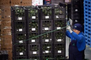 México prende 12 por extorsões no setor abacateiro após veto comercial dos EUA