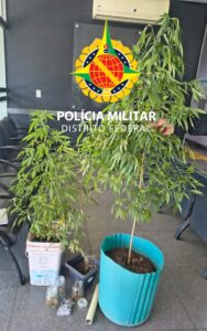 Mulher é levada à delegacia após PM encontrar plantação de maconha em residência de Ceilândia