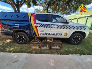 Fiscalização encontra aves silvestres em cativeiro no Cruzeiro e na Granja do Torto