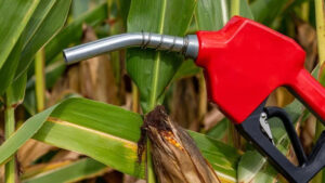 Governo de Mato Grosso tenta mudar acordo para permitir uso de madeira nativa em usina de biodiesel