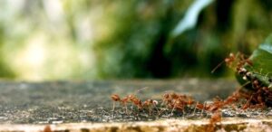 Formigas na janela? Vedação simples ajuda a impedir a entrada
