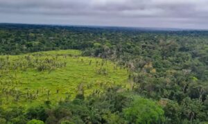 Imazon aponta desmatamento zero em 60% das terras indígenas