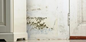 Como tirar mofo do drywall e evitar que a umidade volte