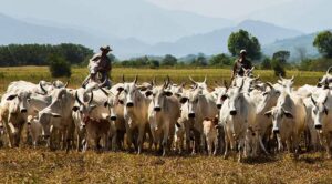 Reforma tributária aumenta emissão de carbono com desoneração de proteína animal e energia