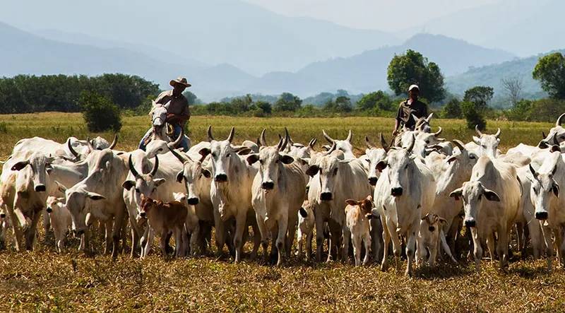 Reforma tributária aumenta emissão de carbono com desoneração de proteína animal e energia