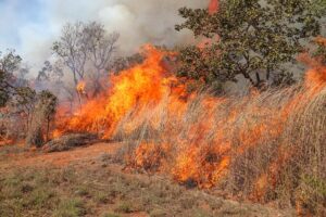 Queima de lixo e vegetação é crime e eleva risco de incêndios