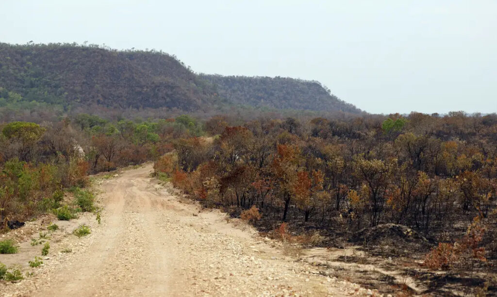 MapBiomas aponta queda da vegetação nativa e maior impacto do El Niño