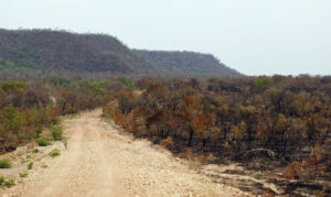 MapBiomas aponta queda da vegetação nativa e maior impacto do El Niño