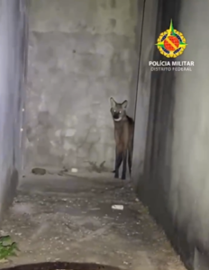 Lobo-guará é resgatado em casa abandonada na Ponte Alta e devolvido à natureza