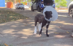Cachorro resgatado de incêndio no DF tem 55% do corpo queimado
