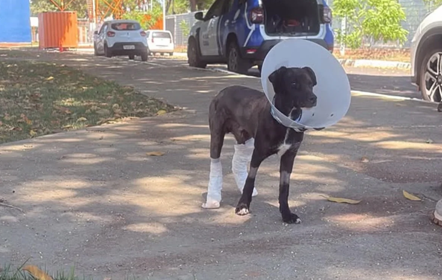 Cachorro resgatado de incêndio no DF tem 55% do corpo queimado