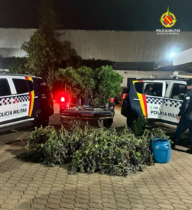 PMDF apreende 80 pés de maconha, “supermaconha” e espingardas no SIA