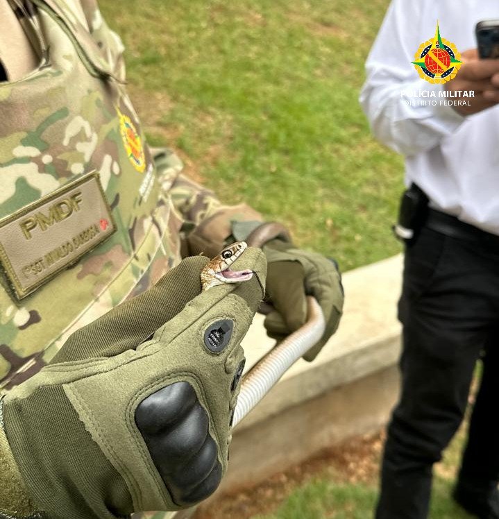 Cobra é resgatada dentro de uma escola no Lago Sul