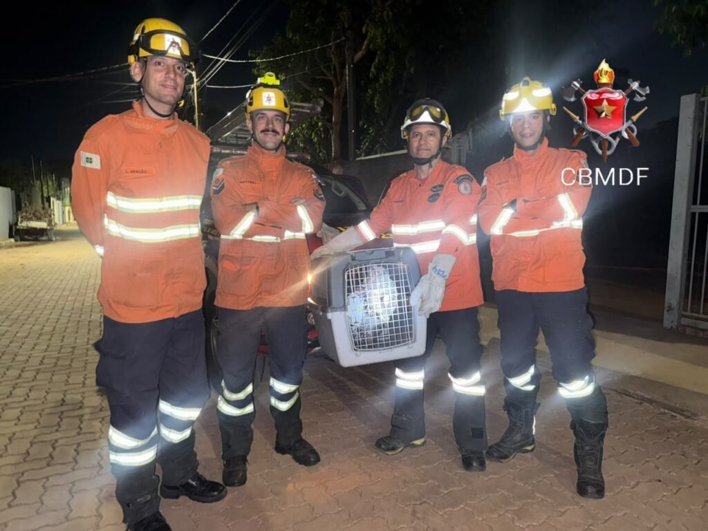 Bombeiros resgatam porco-espinho em árvore no DF