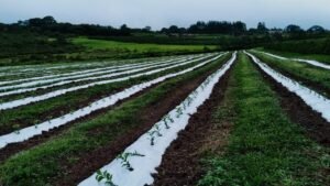 Campo do DF ganha produtividade e movimenta R$ 1,88 bilhão em 2025