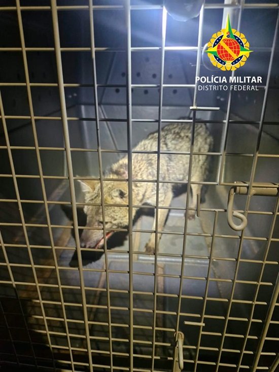 Cachorro-do-mato ferido é resgatado em chácara no Park Way
