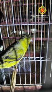 PM apreende aves silvestres mantidas irregularmente em cativeiro em Ceilândia