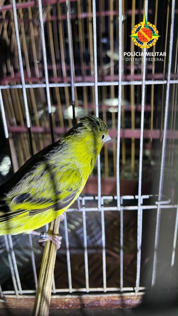 PM apreende aves silvestres mantidas irregularmente em cativeiro em Ceilândia