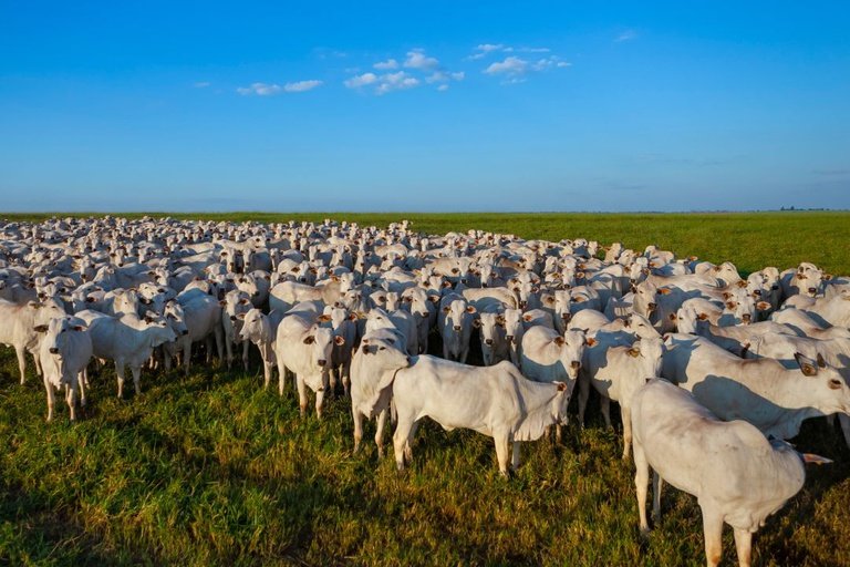 Exportação brasileira de carne bovina perde força em agosto com redução de vendas à China