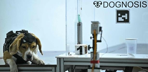 Startup na Índia usa IA e cães para tentar detectar câncer pelo hálito