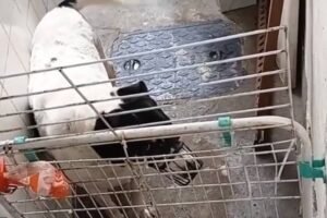 Polícia Civil indicia donos de creche pet sob suspeita de maus-tratos na zona sul do Rio