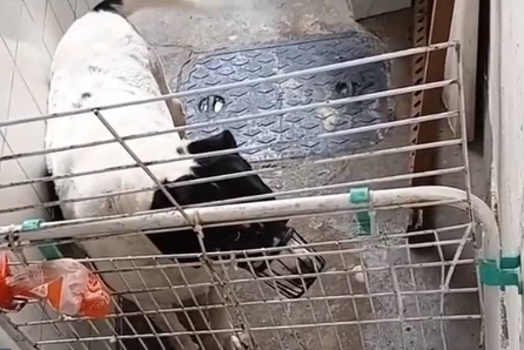 Polícia Civil indicia donos de creche pet sob suspeita de maus-tratos na zona sul do Rio