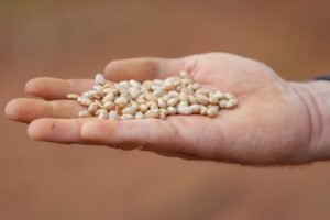 DF se destaca na produção de feijão, sorgo, goiaba e abacate entre municípios do país