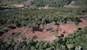 Mata Atlântica perde vegetação nativa e amplia área agrícola