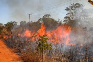 Saiba como agir caso um incêndio florestal se aproxime de residência