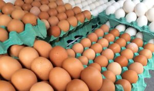 Brasília ocupa nono lugar na produção de ovos de galinha