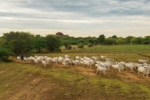 DF prorroga prazo para atualização de rebanhos até 5 de outubro