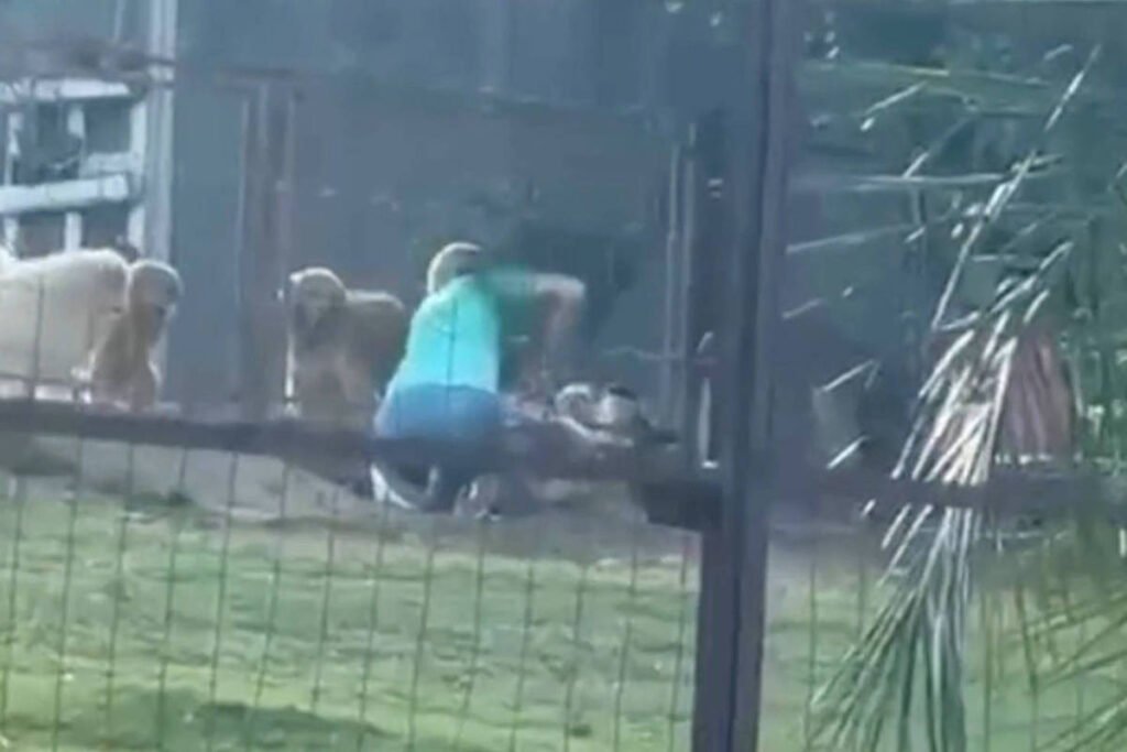 Vídeo flagra agressão de cachorro em hotel para pets de Bonito (MS)
