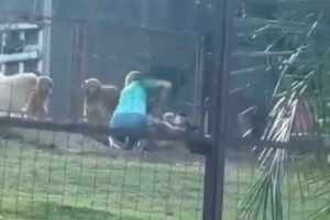 Vídeo flagra agressão de cachorro em hotel para pets de Bonito (MS)