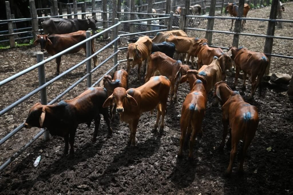 El Niño traz período de ‘vacas magras’ aos mercados de gado de El Salvador