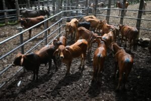 El Niño traz período de ‘vacas magras’ aos mercados de gado de El Salvador