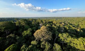 Amazônia e Cerrado evitaram emissões equivalentes às do Japão