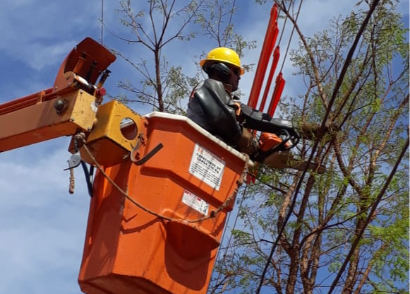 fios de energia e arvores. foto divulgacao 3 (1)