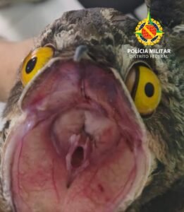 PM Ambiental resgata urutau em situação de vulnerabilidade em Taguatinga