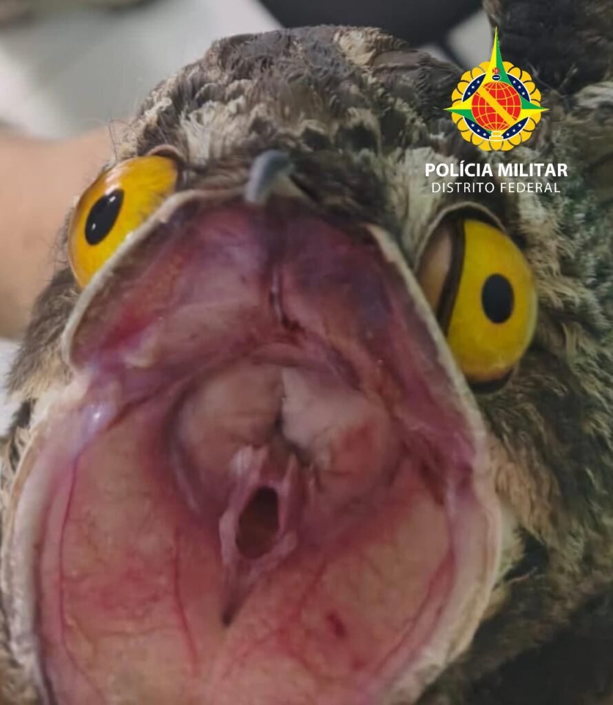 PM Ambiental resgata urutau em situação de vulnerabilidade em Taguatinga