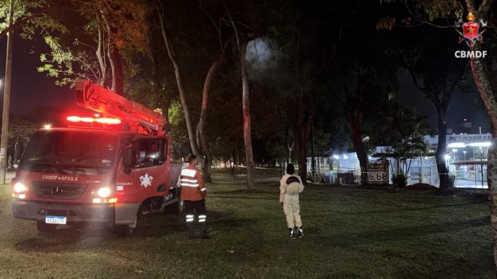 Bombeiros exterminam enxame de abelhas em árvore na Asa Norte, em Brasília
