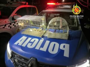 Homens são presos por vender animais silvestres pelas redes sociais em Águas Lindas