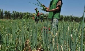 Após choque energético, ONU adverte sobre possível crise alimentar mundial